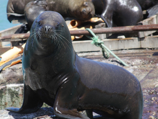 Brutalidade humana: Orca Chile denuncia assassinato cruel de lobo-marinho em Aysén