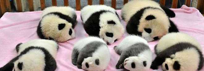 Para conter extinção, ONG chinesa cria creche para pandas