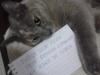 Morte de gata em bairro nobre de Vitória mobiliza defensores e tutores de animais nas redes sociais