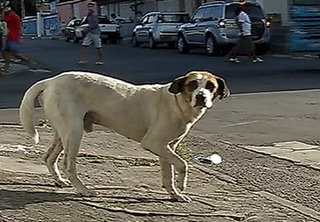 Cães têm patas quebradas e olhos furados por criminosos em Vila Velha, ES