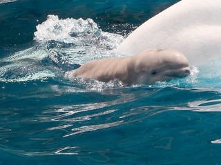Bebê Beluga morre no SeaWorld após 3 semanas em um tanque