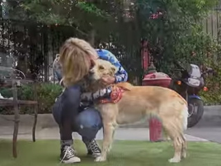 Aterrorizada, cachorra entra em pânico durante seu resgate, mas veja sua reação quando ela finalmente está salva