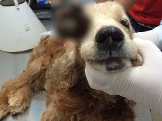 Cão abandonado com tumor no olho precisa de cirurgia em Anápolis, GO