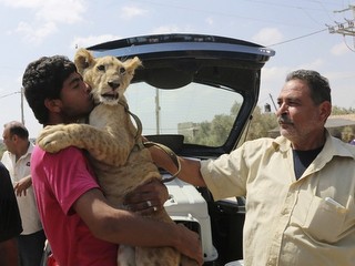 Leões mantidos como pets em Gaza fazem jornada rumo a santuário