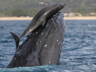 Vídeo: Imagens capturadas no Havaí mostram golfinho ‘passeando’ na cabeça de baleia