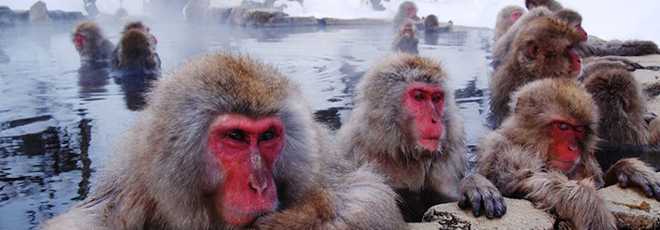 No Japão, há um parque termal para que macacos tomem banho