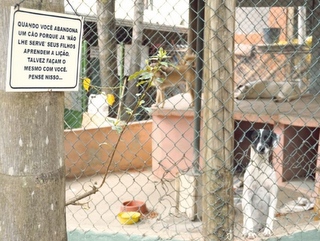 Cão Viver sofre com falta de ração para animais abrigados em BH