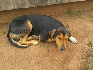 Cães morrem envenenados em Maria da Fé, MG