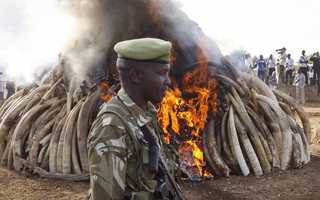 Moçambique incinera pela primeira vez marfim e cornos de rinoceronte