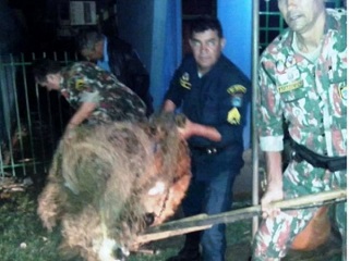 PMA e PM capturam lobo-guará no centro da cidade de São Gabriel do Oeste, MS