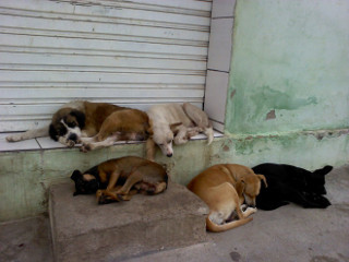 Ministério Público pede à Justiça que Prefeitura trate e acolha animais abandonados em Cuiabá, MT