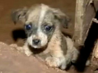 Quatorze filhotes de cachorro morrem de fome após tutora abandonar casa em Londrina, PR