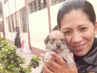 No Peru, unidade policial é criada para resgatar animais de rua e colocá-los para adoção