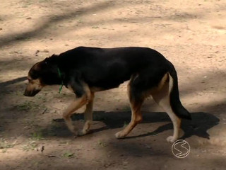 Em um ano, 219 animais são recolhidos das ruas de Itatiaia, RJ