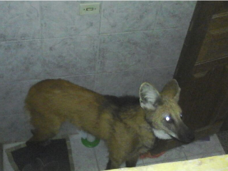 Lobo-guará é resgatado no banheiro de uma casa em Miracema, no RJ
