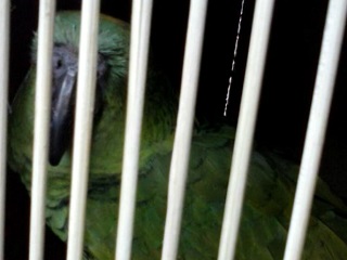 Macacos e papagaio são resgatados durante blitz em Miguel Pereira, RJ
