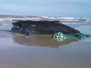 Baleia é encontrada morta e envolta em rede de pesca no Litoral do RS