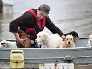 Morador só aceitou resgate quando pode carregar junto os sete cães da família