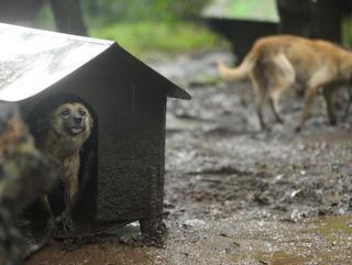 ONG fundada por vereador assina convênio para castrar e cuidar de animais abandonados em Caxias