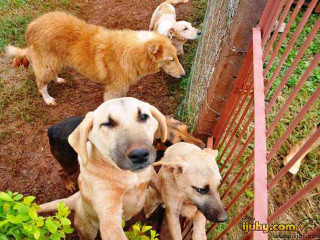 Centro de Zoonoses abre portas e explica a vida dos cães abrigados em Ijuí, RS