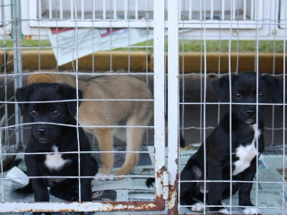 Cães resgatados de enchente podem ser adotados em Novo Hamburgo, RS