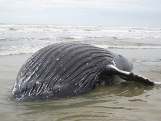 Filhote de baleia de 8 metros e duas toneladas é encontrado morto no RS