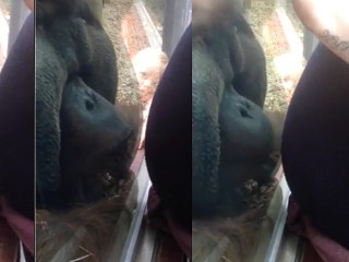 Vídeo: Orangotango beija barriga de mulher grávida no Reino Unido
