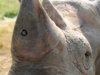 Rinocerontes ganham câmeras nos chifres para inibir ação de caçadores