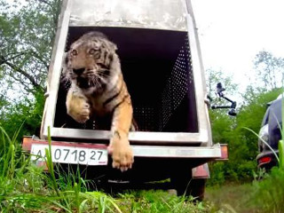 Tigre corre de volta para a natureza na Rússia