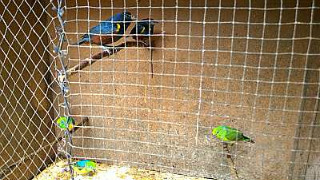 Aves em cativeiro são recolhidas em Itapema, SC