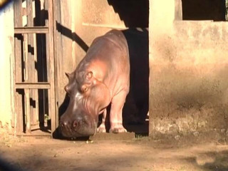 Sacos plásticos podem ter matado hipopótamo em zoo de Araçatuba, SP