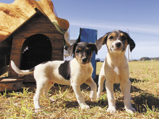 Cães abandonados em terreno baldio aguardam adoção em Franca, SP