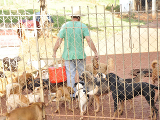SP: Comitê permite a iracemapolense apadrinhar animais no canil