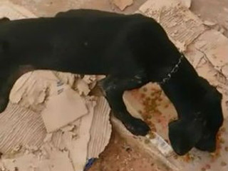 Três cães são encontrados amarrados e desnutridos em casa de Marília, SP