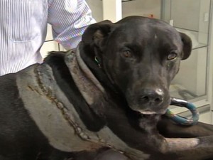 Polícia identifica suspeito de golpear cão com facão em Assis, SP