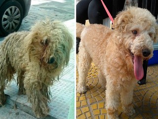 SP: Após tratamento e com novo visual, cão de Mogi das Cruzes procura lar