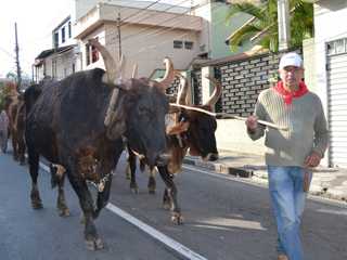 Projeto de lei quer proibir veículos de tração animal em Mogi das Cruzes, SP