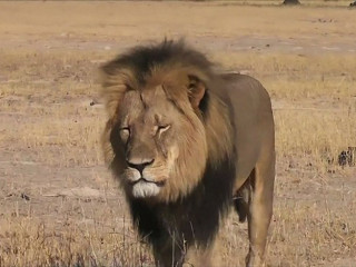 Leão símbolo do Zimbábue agonizou por mais de 40 horas antes de morrer