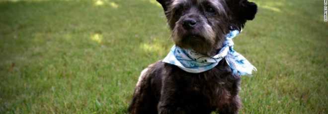 Chester, cão adotado em fase terminal, morre nos EUA