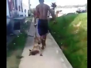 Protetores de animais ajudam cachorro espancado em Manaus, AM