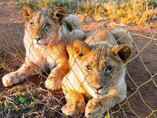 Turistas escolhem leões para matar em catálogos de safáris sul-africanos