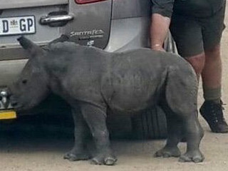 África do Sul: Bebê rinoceronte perde mãe morta por caçadores e sua reação vai cortar seu coração