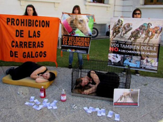 A proibição das corridas de galgos está a um passo de ser lei nacional na Argentina