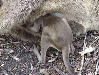 Filhote de marsupial é resgatado após atropelamento da mãe