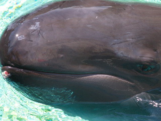 Jovem baleia se automutila no Aquário de Vancouver, no Canadá