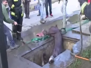 Vídeo: Cavalo assustado cai em poço no Chile; veja o incrível resgate