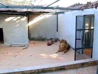 Felinos idosos em Zoo do DF serão transferidos para santuário em SP