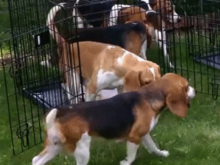EUA: Vídeo mostra beagles resgatados em laboratórios pela 1ª vez na grama