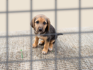 EUA: Beverly Hills proíbe venda de cães de criadores