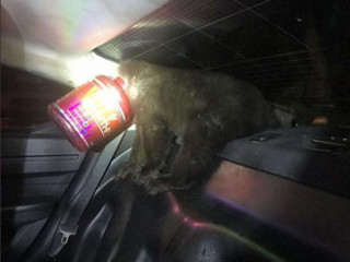 EUA: Polícia resgata filhote de urso com cabeça entalada em pote